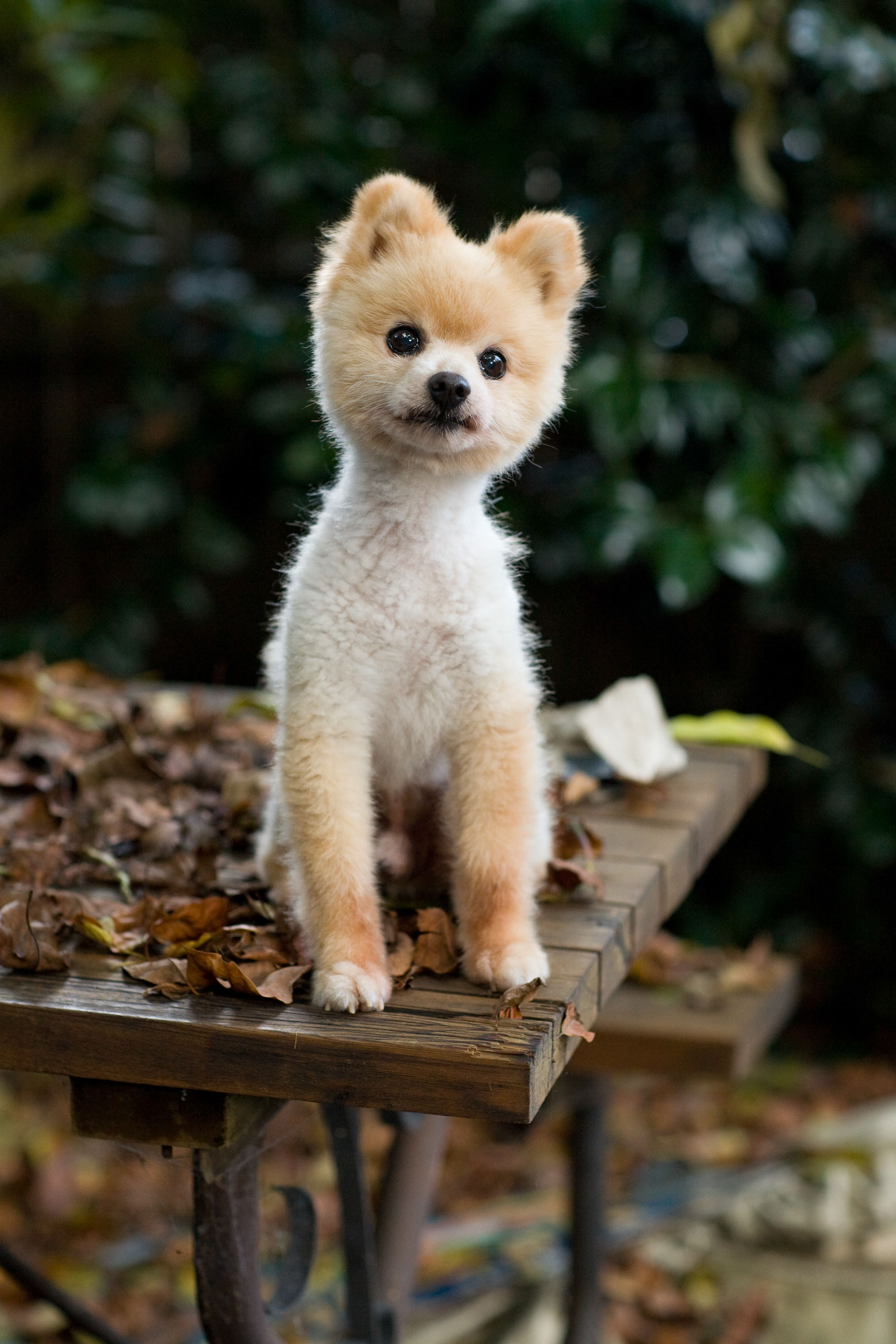 A super cute puppie poses for San Francisco portrait photographer Checkerbox Photography